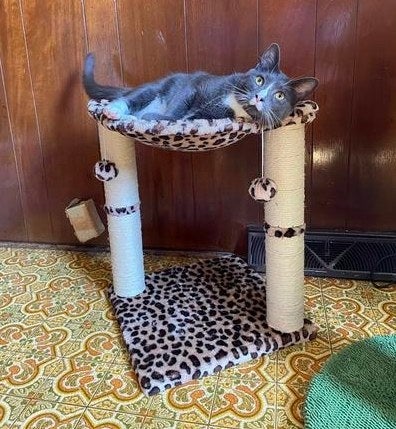 A reviewer's large cat lounging in the hammock of the cat tree