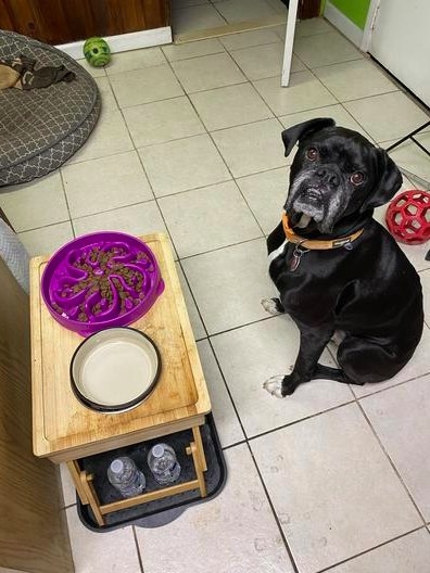A reviewer&#x27;s dog waiting to eat from the dog bowl