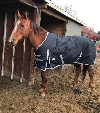 A reviewer&#x27;s horse wearing the black coat