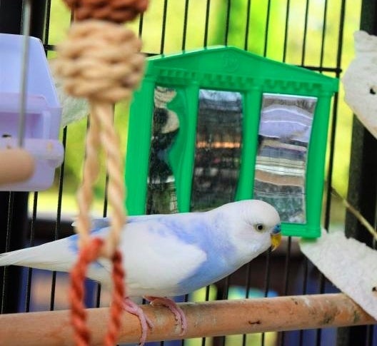 Reviewer&#x27;s cockatiel playing with the mirror