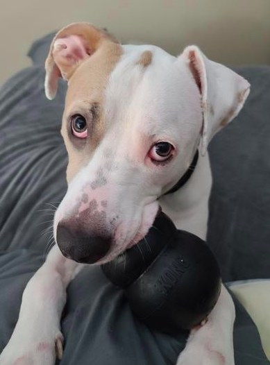 A reviewer&#x27;s dog chewing on the Kong extreme toy