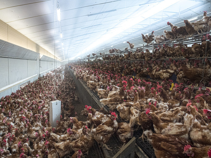 image of chickens packed in a tight space