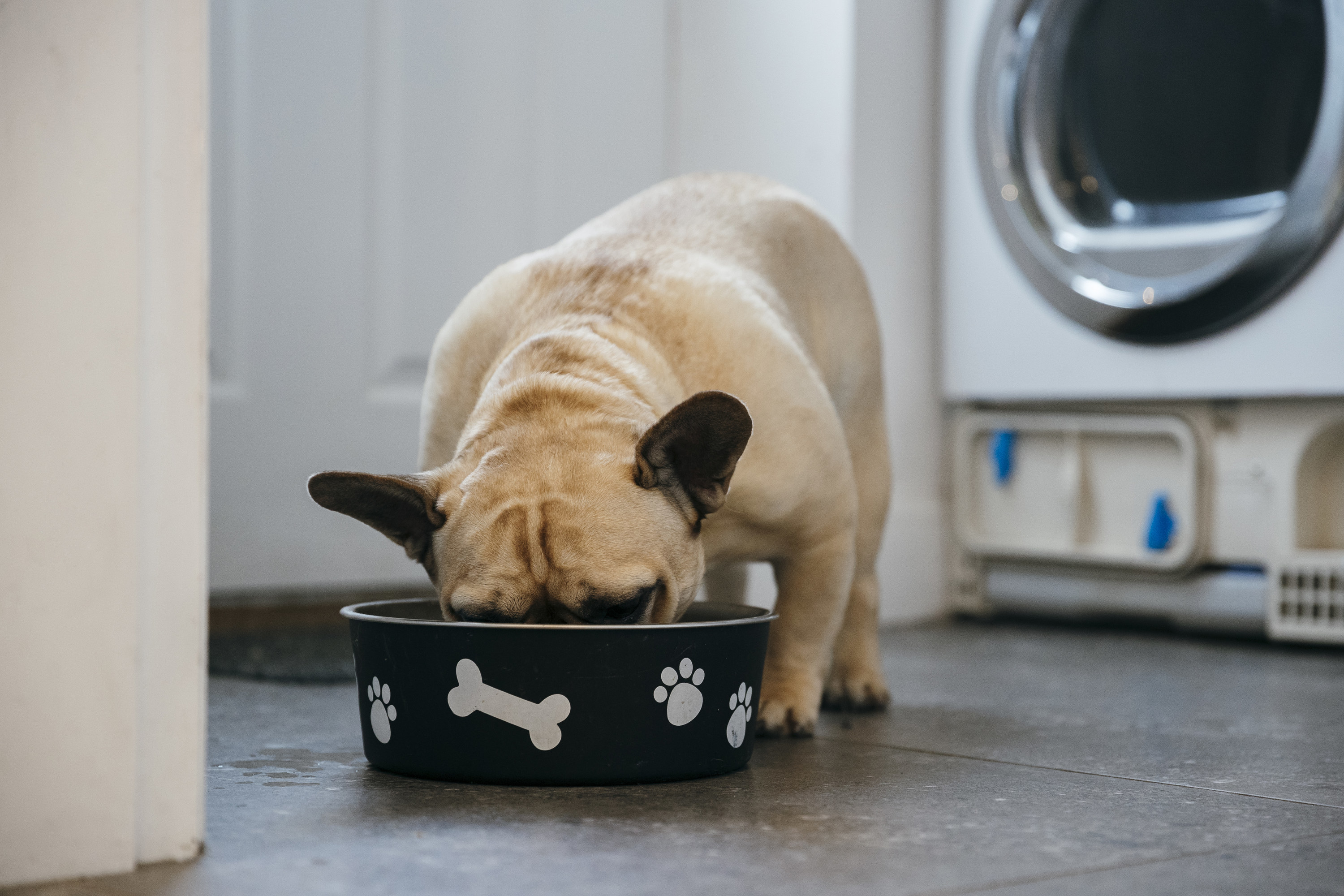 A French bulldog in a laundry room with its head in a big bowl with pawprints and bone design