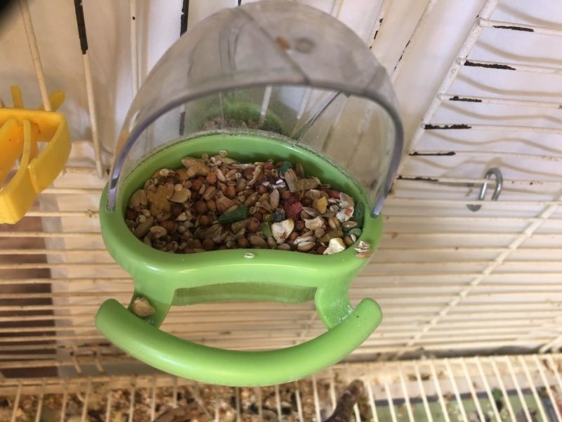 The green 4-ounce cup filled with food in a reviewer's bird's cage