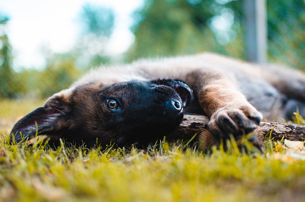 Cutest Puppy Dog Eyes On Instagram