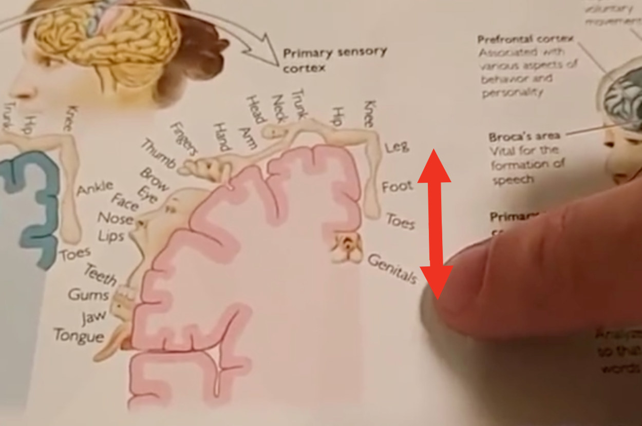 A diagram of the somatosensory cortex