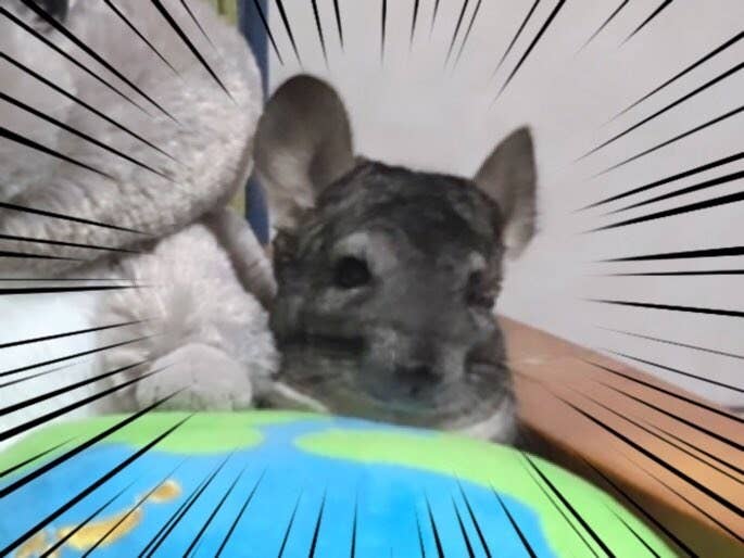 チンチラちゃんを探せ かくれんぼが上手すぎて 難易度が高いわァ