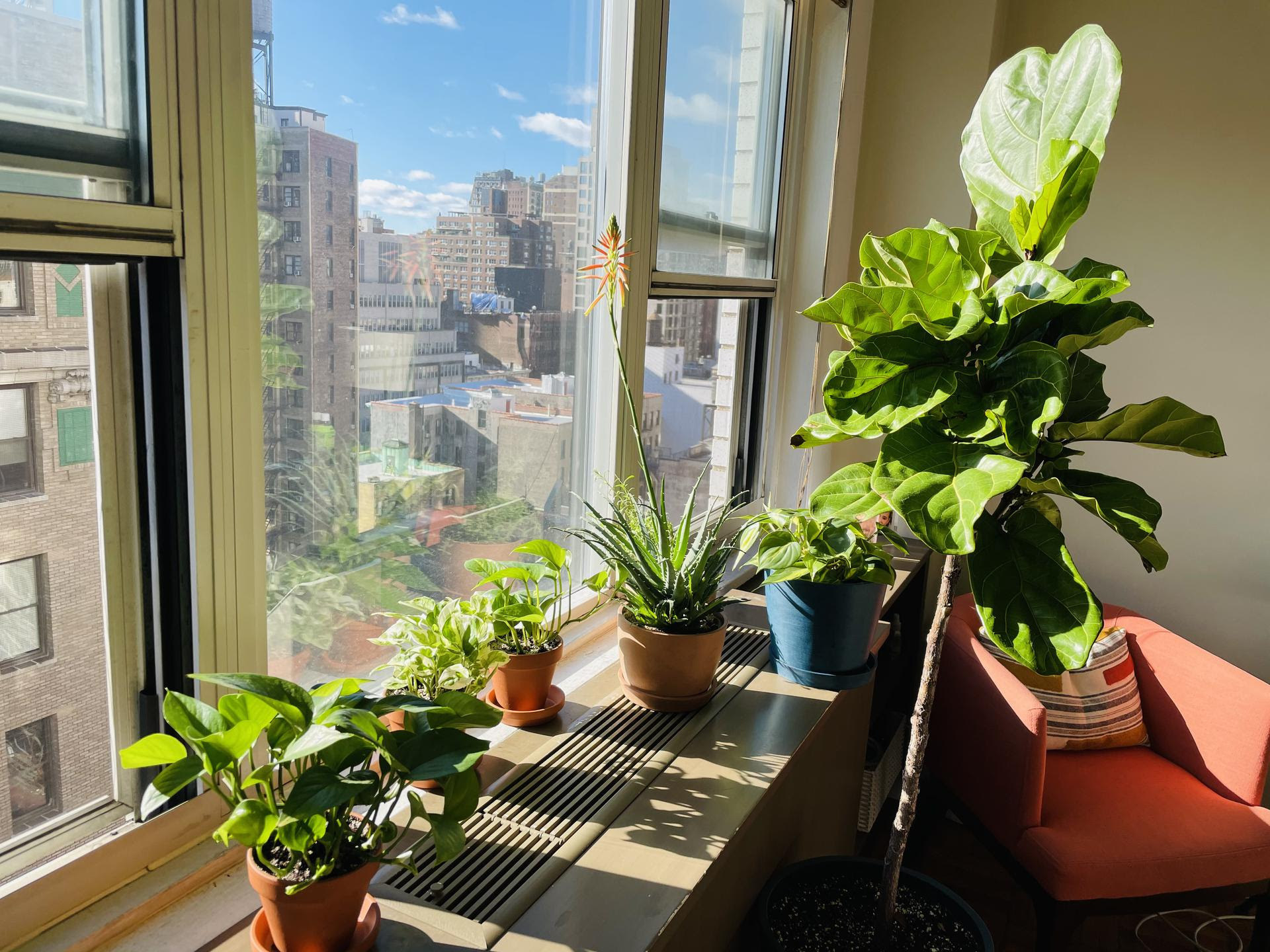 buzzfeeder&#x27;s windowsill with five potted plants on it and a large fiddle leaf fig on the ground