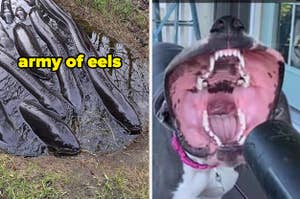a group of eels and a dog's mouth underneath a leaf blower