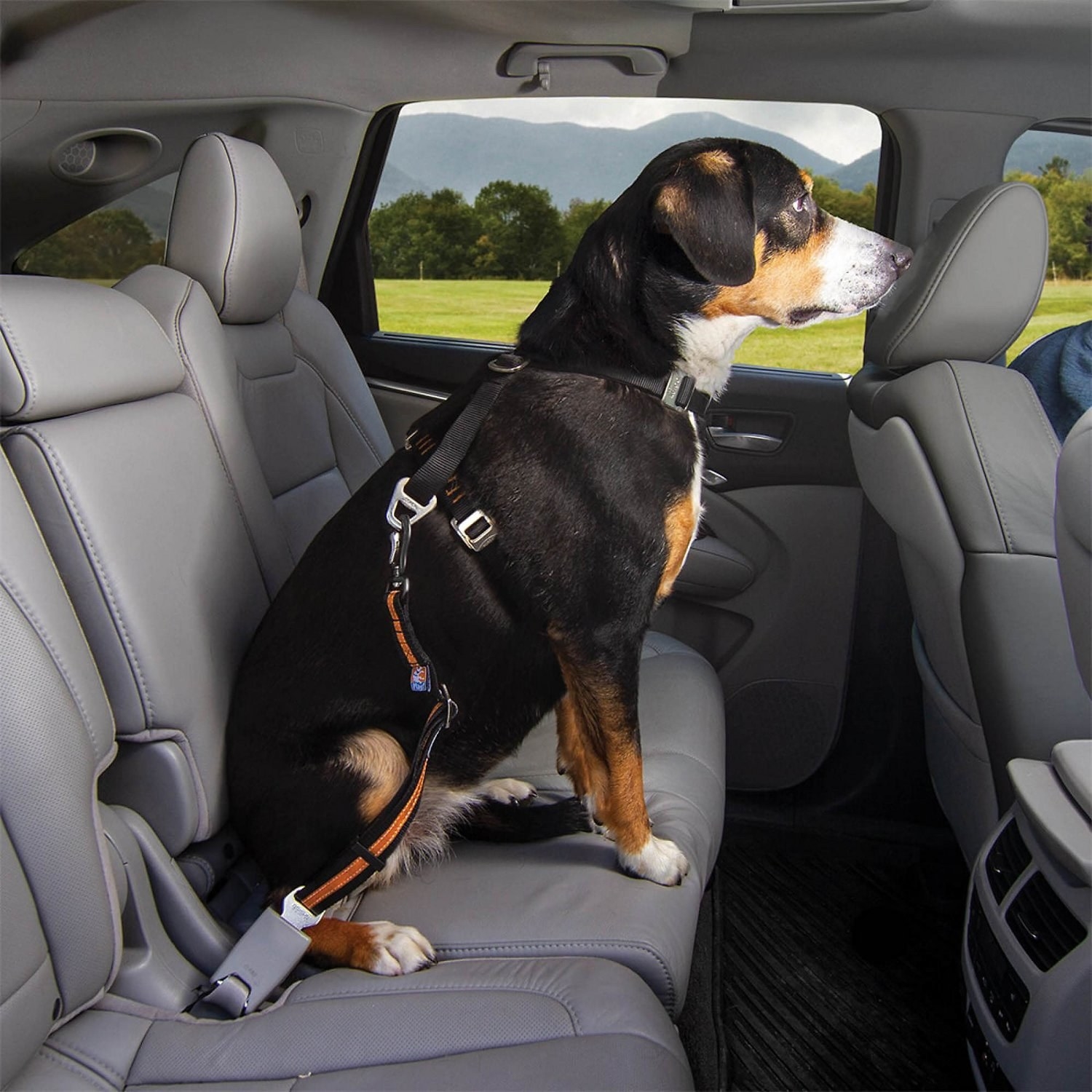 Dog wearing the direct-to-seatbelt swivel collar