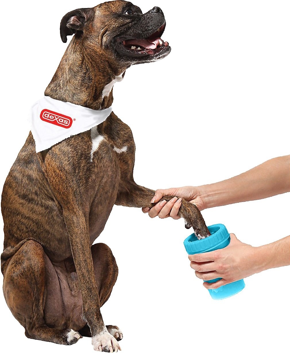Dog using the blue paw cleaner
