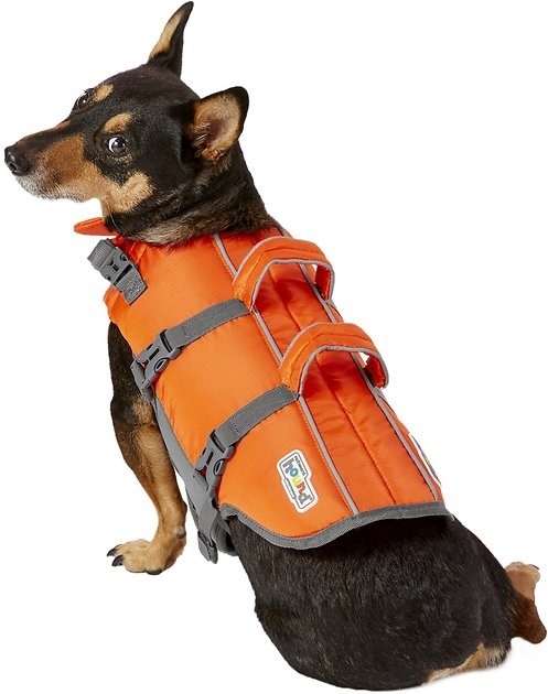 Dog wearing the bright orange doggie lifejacket
