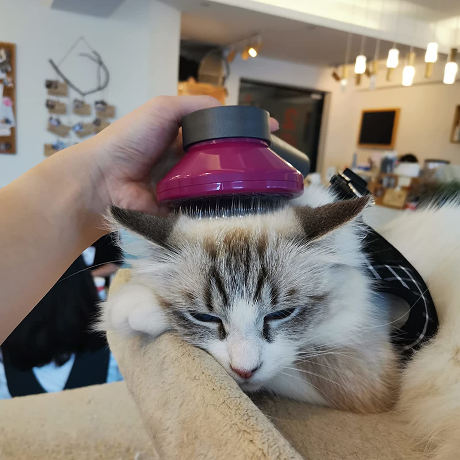 A person brushing their cat with the brush