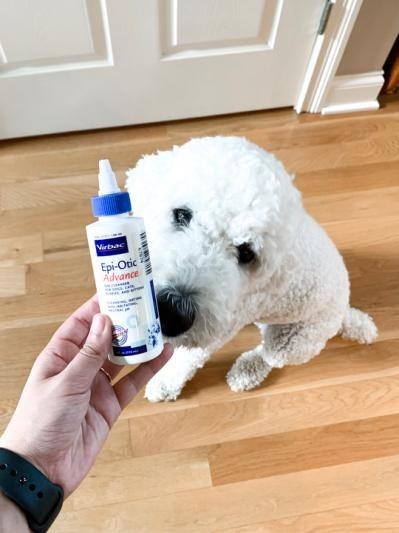 the white bottle of ear cleaner in front of a reviewer&#x27;s dog