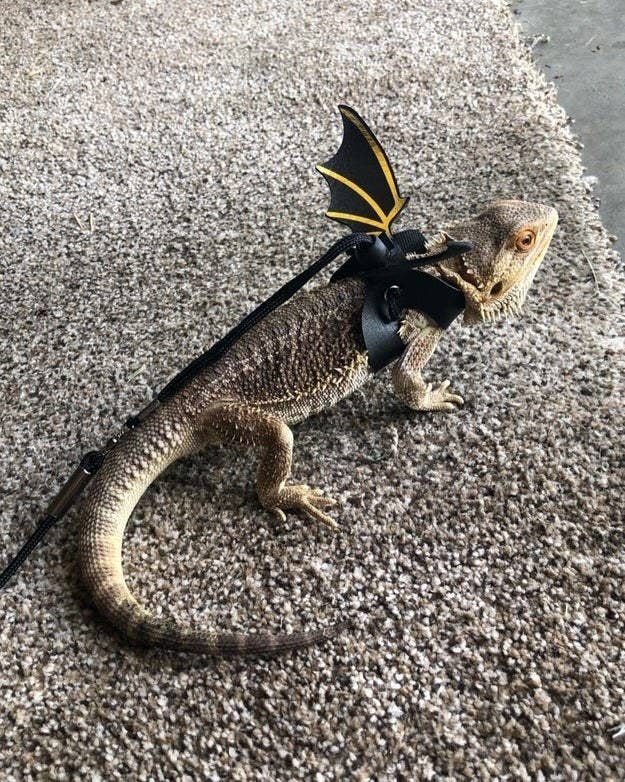 bearded dragon with wings and leash