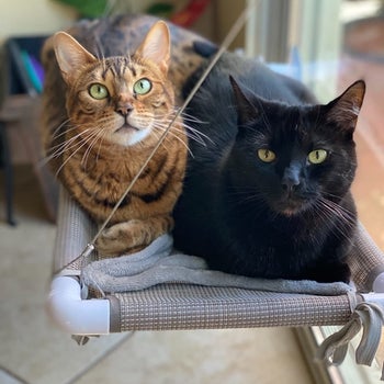two cats lounging in the hammock at the same time
