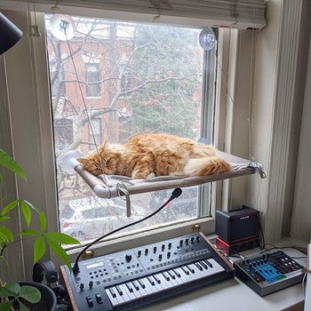 a cat lounging on the hammock thats hanging on a window above a work station