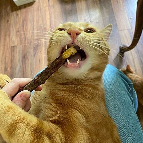cat chewing on the stick