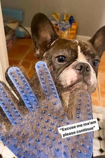a French Bulldog sitting behind the hair remover mitt covered in hair and text reading 