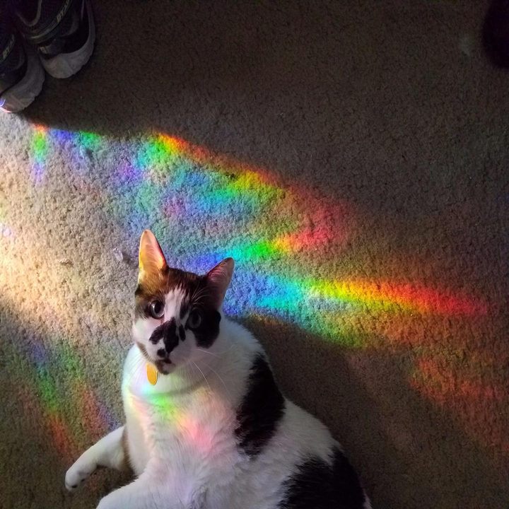 reviewer's cat sitting on the floor with rainbow light from the window film on them 