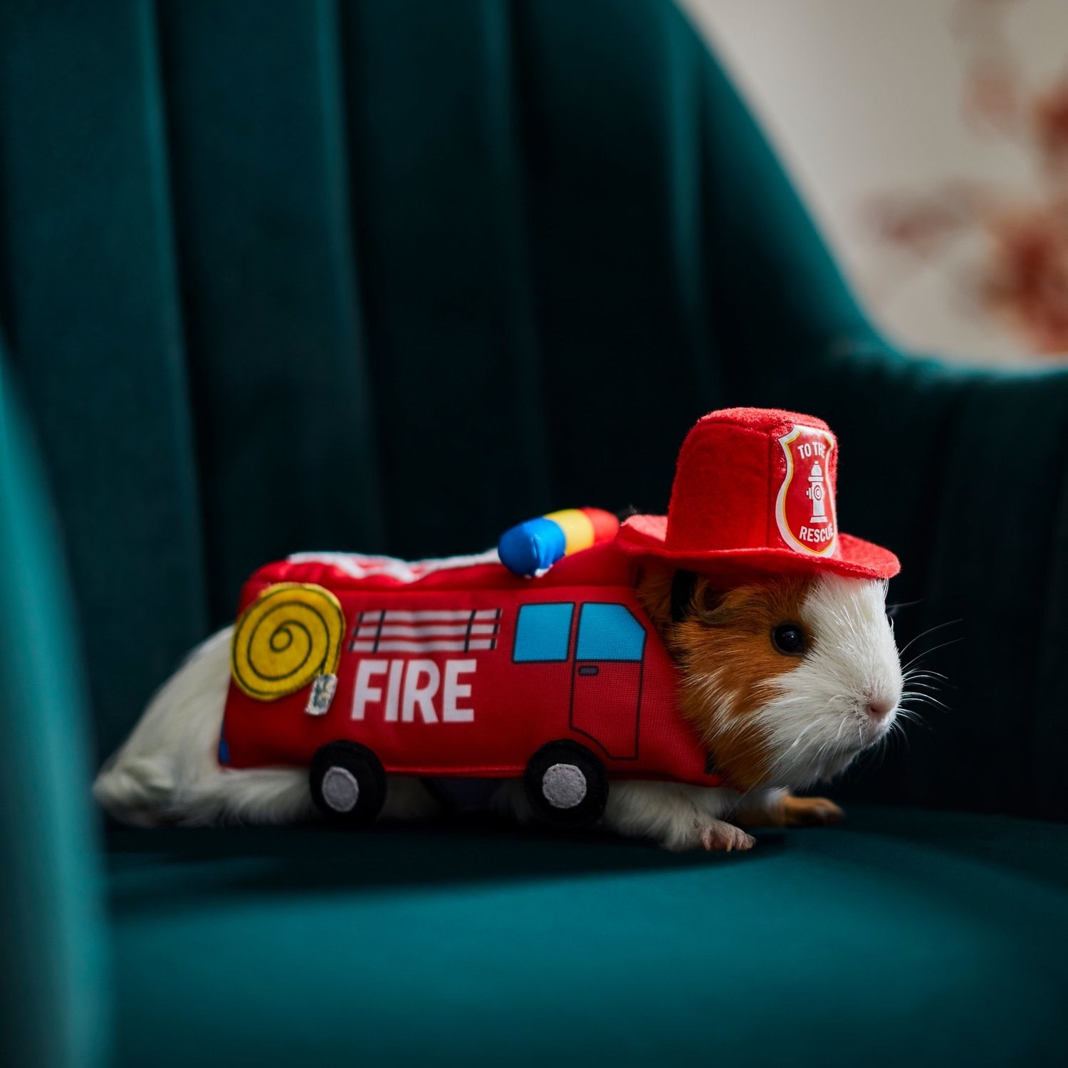 pet guinea pig wearing a firefighter hat and a firetruck cover