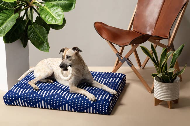 a dog sitting on a blue patterned dog bed