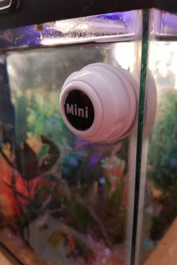 a reviewer photo of the scraper installed on a fish tank 