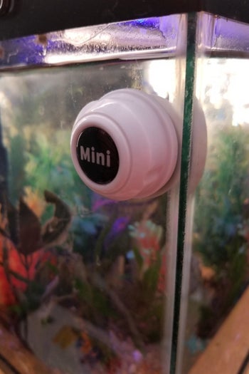 a reviewer photo of the scraper installed on a fish tank 