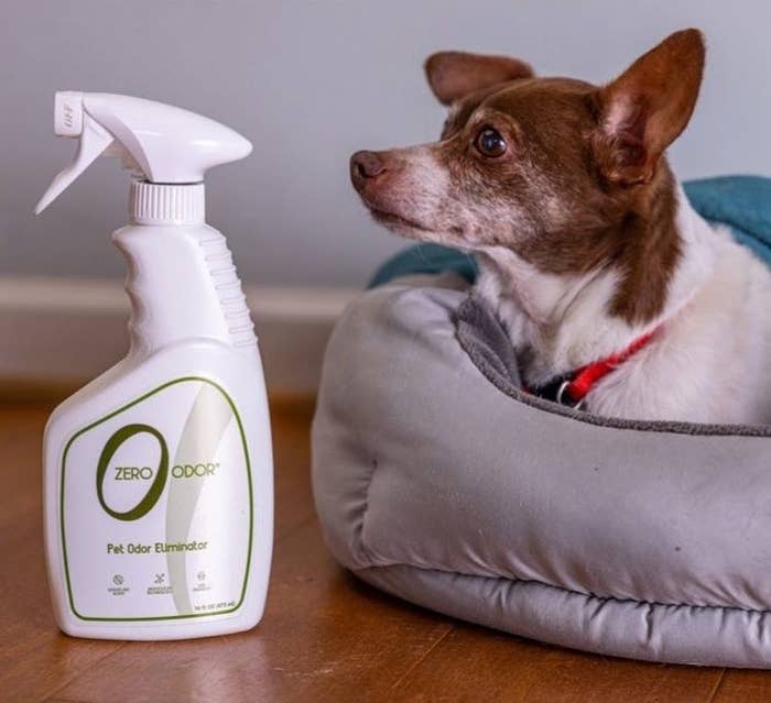 A bottle of the cleaner next to a small dog