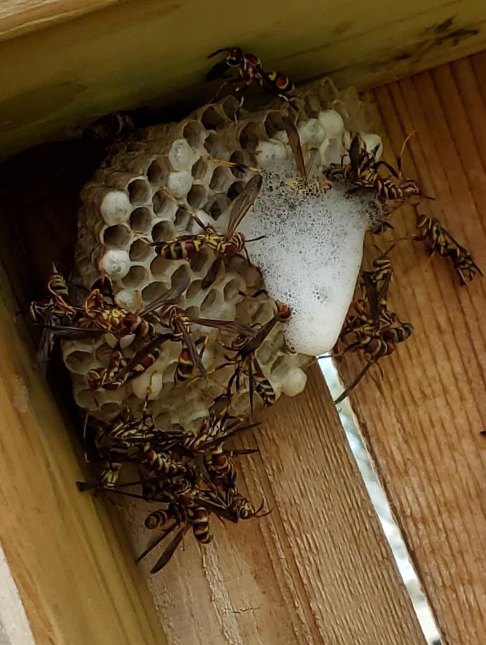 wasp nest with white foam on it