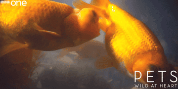 goldfish swimming