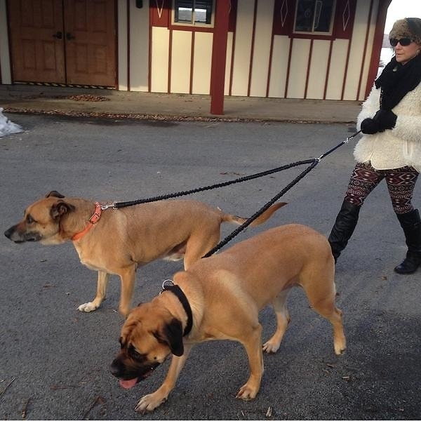 An owner walking two dogs with the dual leash
