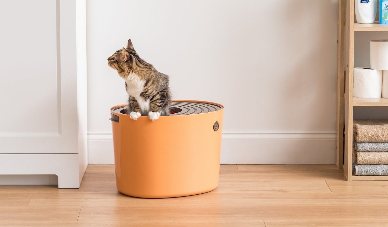 a cat comping out of the orange litter box