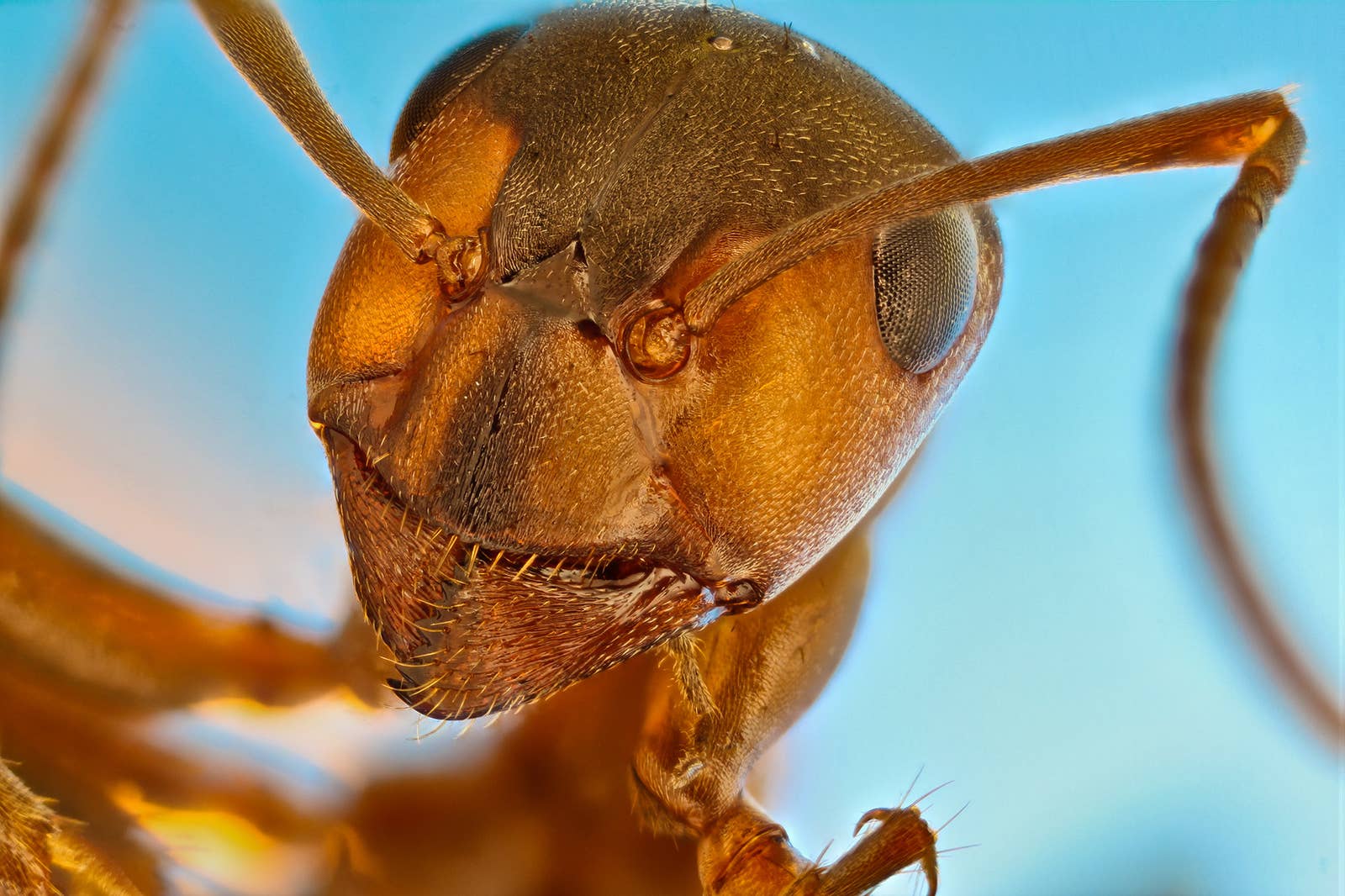 A close-up of an ant looming over the camera with a blue background