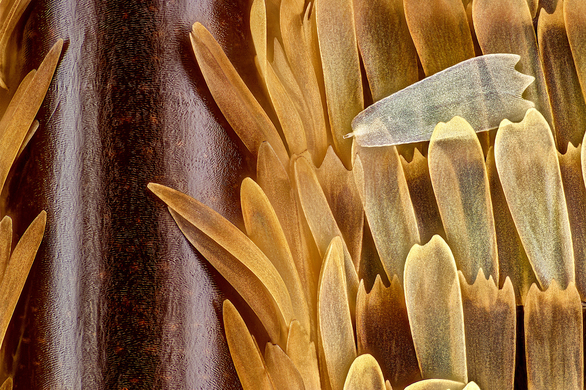 A close-up of a butterfly wing with scales