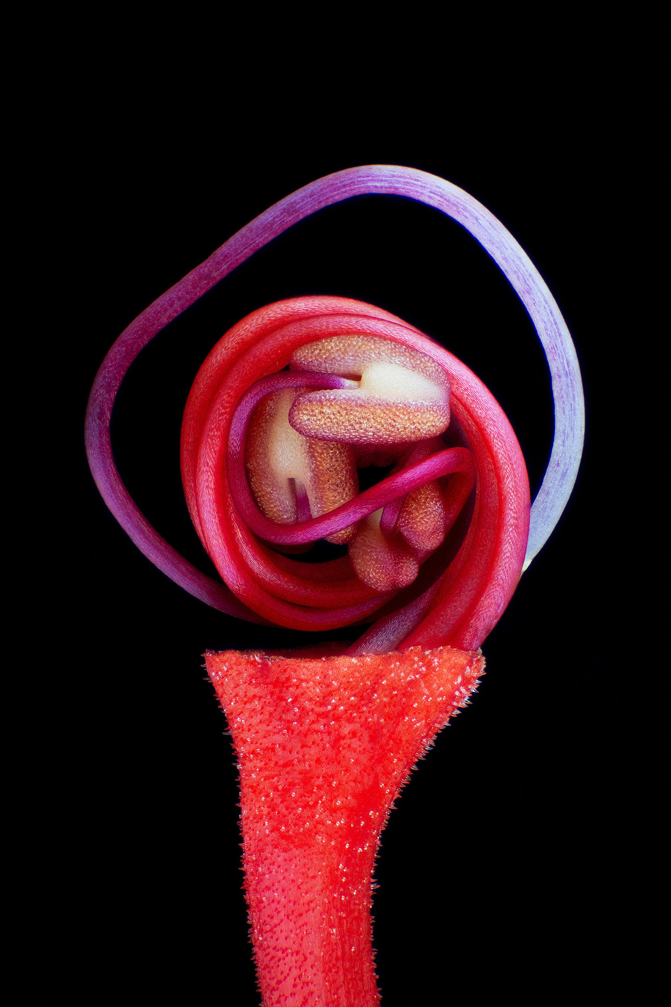 A pink swirl on top of a pink stem section of a flower on back background,  magnified many times