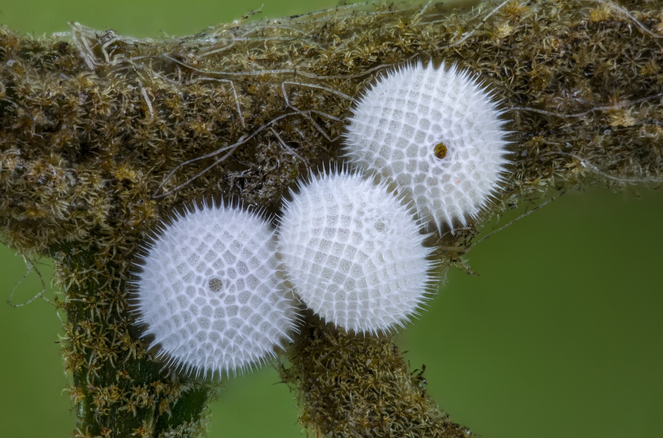 small, spiky round structures are butterfly eggs on a  stem,  magnified many times