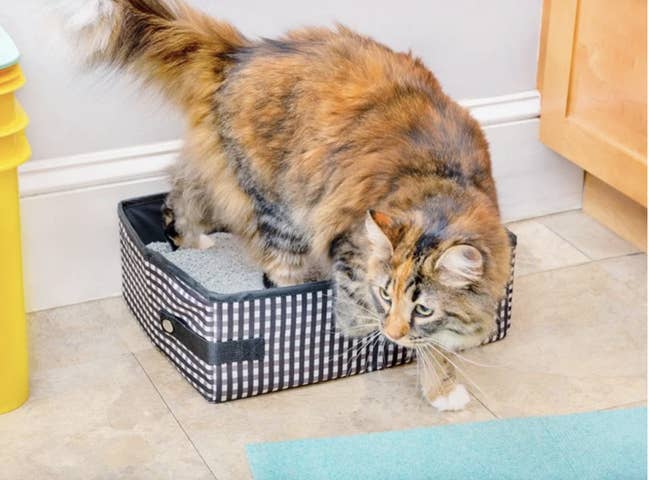 Cat climbing out of a black and white gingham litter box