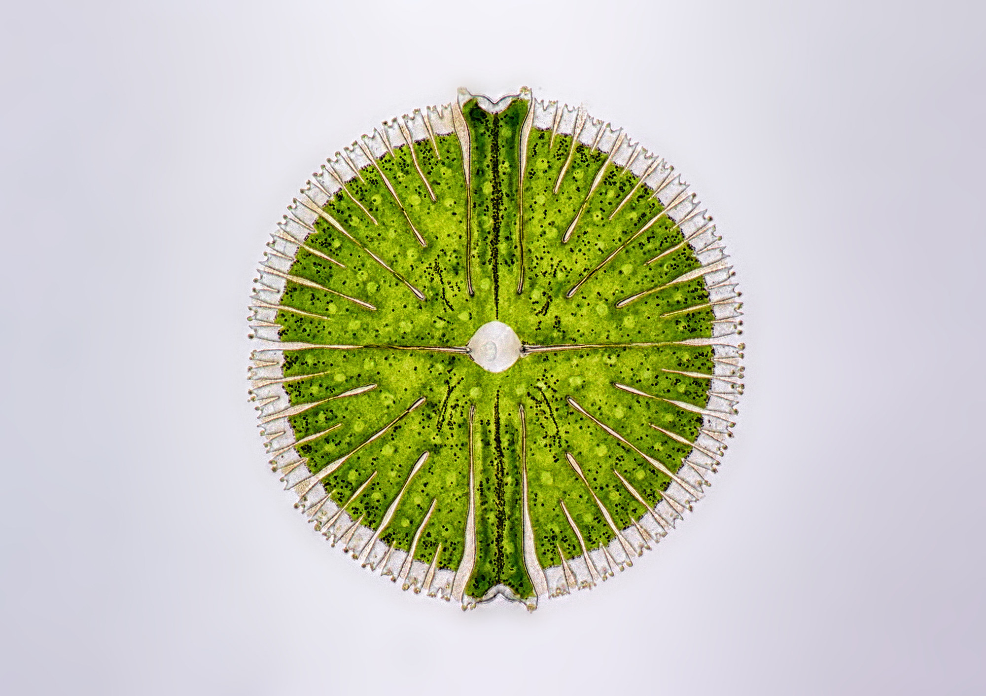 A small green cell of an algae plant, on a white background, magnified many times