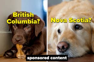 A lab puppy that says British Columbia on it and a Golden Retriever that says Nova Scotia on it