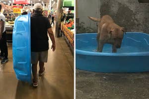 Dad buying his dog a kiddie pool and then the dog standing in it