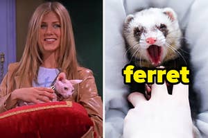 On the left, Rachel from Friends holding a pillow with a hairless cat on it, and on the right, a ferret holding someone's finger