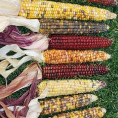 Colorful dried corn