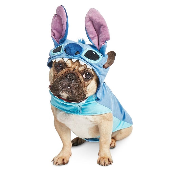 a pug in the Stitch costume