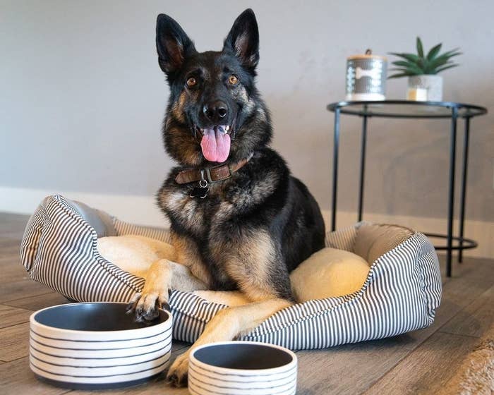 golden retriever with a food bowl in front of it