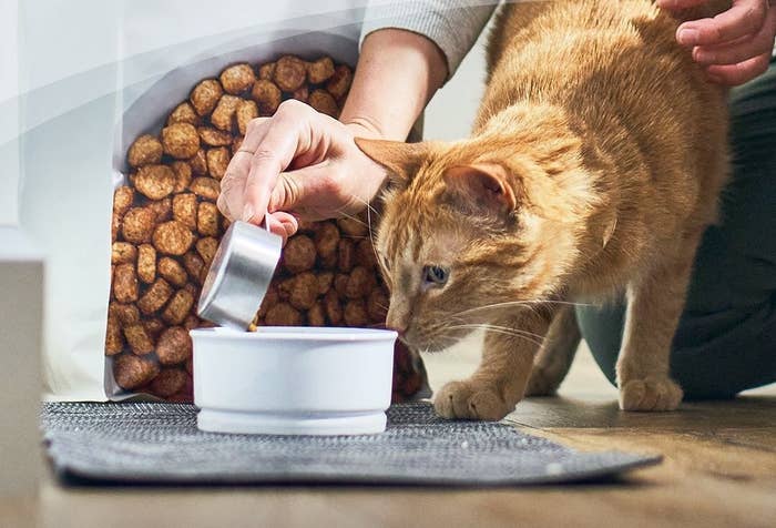 person pouring food into a cat's bowl