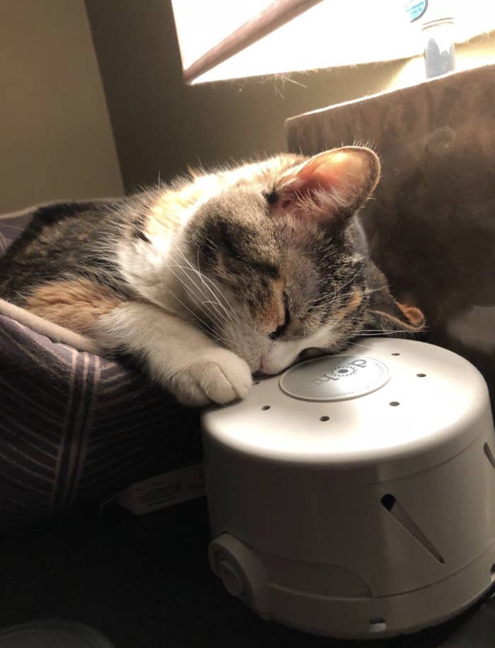 A cat on the white noise machine