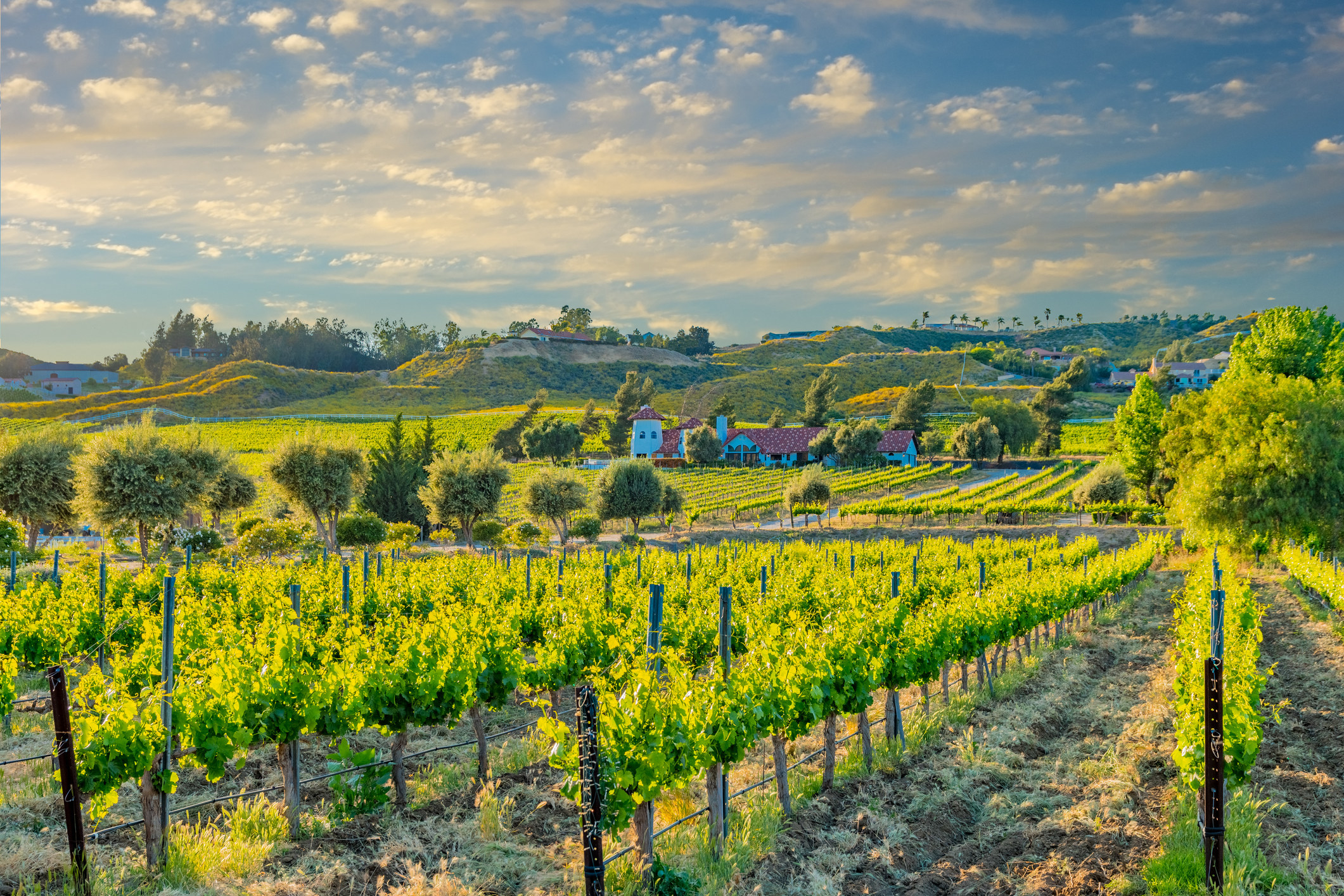 View of vineyards in Temecula