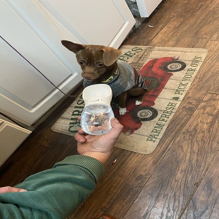 reviewer holding white version up to a pup