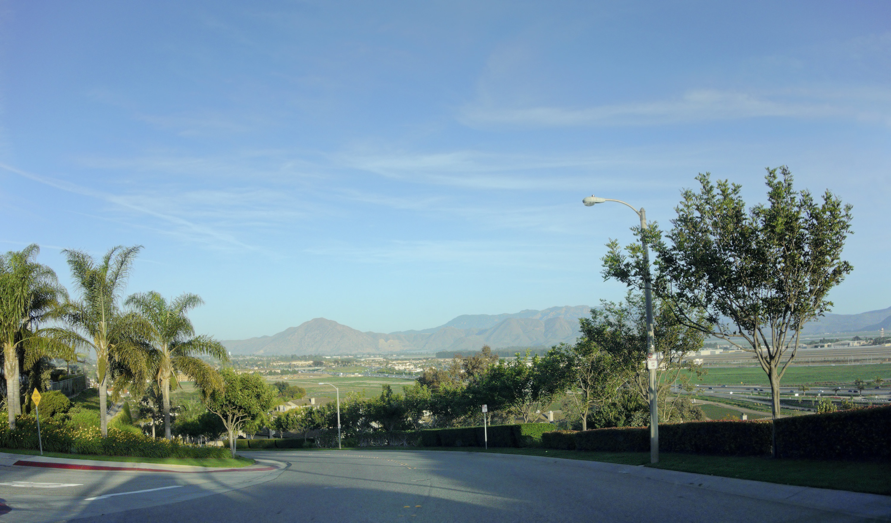 Street lined with palm trees in Camarillo